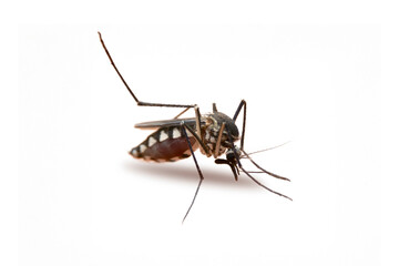 Striped mosquitoes are eating blood on white background. Mosquitoes are carriers of dengue fever...