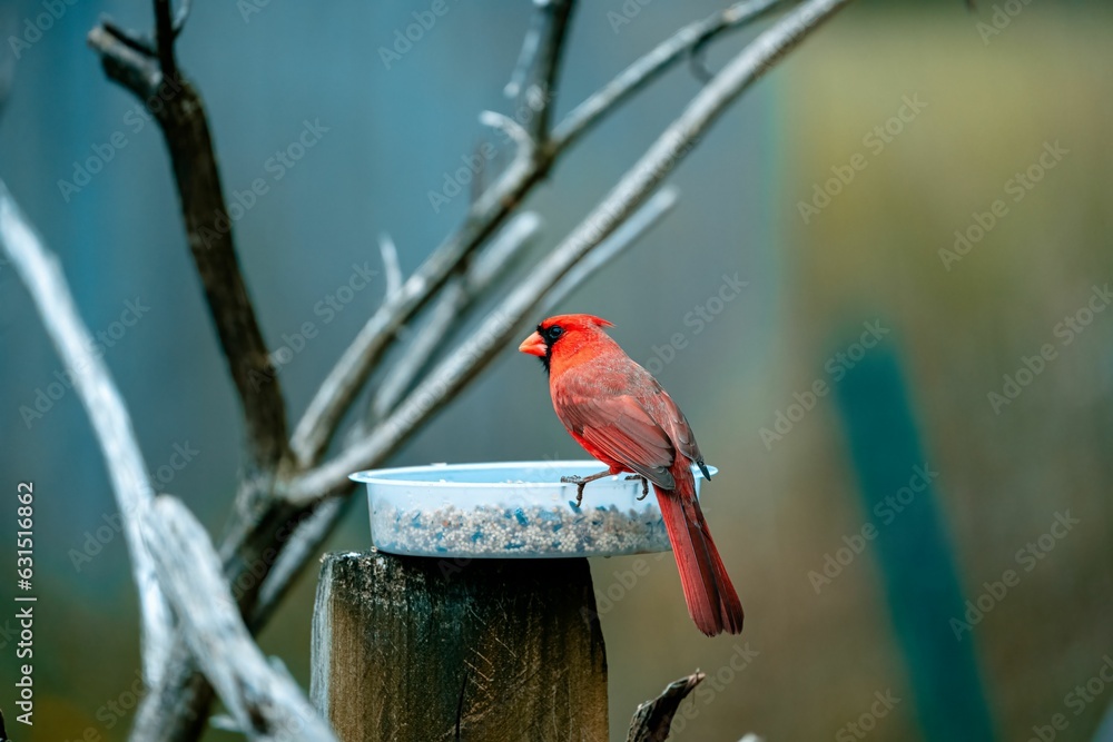 Poster Male northern cardinal on a bird feeder filled with seeds. Cardinalis cardinalis.