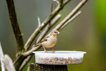 Female house sparrow eating seed on a feeder.