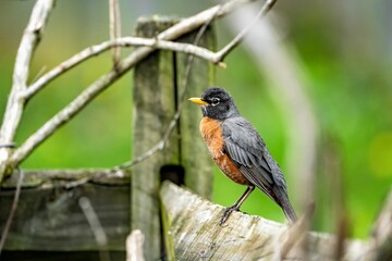 American robin perched on a wooden fence. Turdus migratorius.