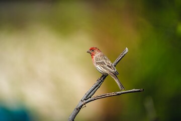 Male house finch perched on a branch in an outdoor setting.