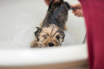 dogs bath