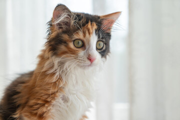 ミケの子猫