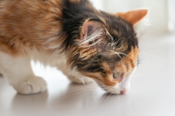 ミケの子猫