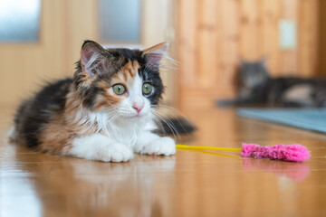 ミケの子猫