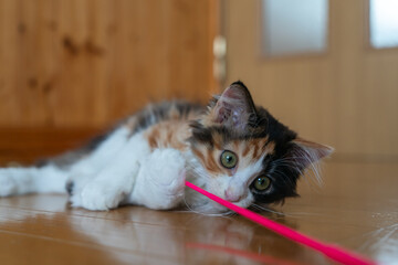 ミケの子猫