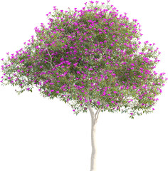 Side view of tree full of flowers