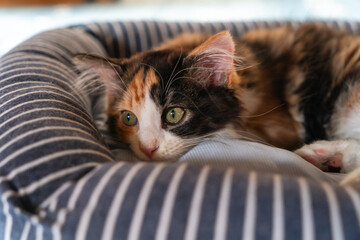 ミケの子猫
