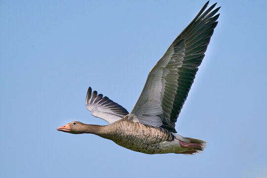 Fliegende Graugans