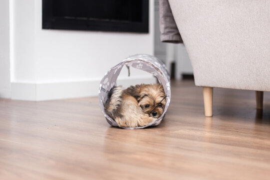 Lhasa apso puppy having fun with her toys
