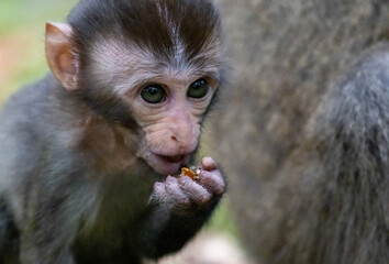 close up of a macaque