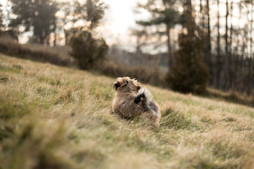 Lhasa apso puppy in nature