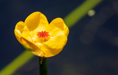 yellow daffodil flower