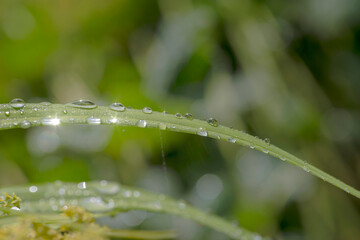 Źdźbło trawy pokryte błyszczącymi niczym klejnoty kropelkami deszczu. © Grzegorz