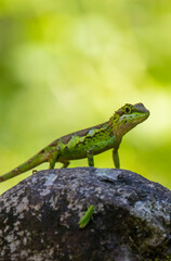 green lizard on a branch