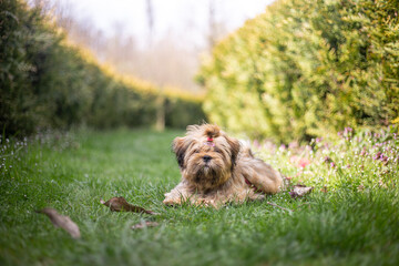 Lhasa apso puppy in nature