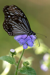 butterfly on flower