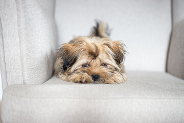 Lhasa apso puppy sleeping on a chair
