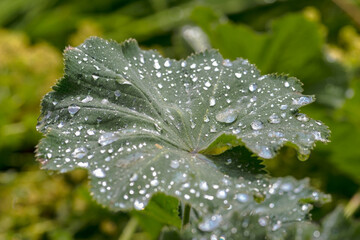 Okrągławy liść pokrytylśniącymi kropelkami deszczu.