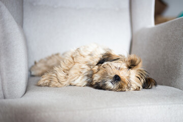 Lhasa apso puppy sleeping on a chair
