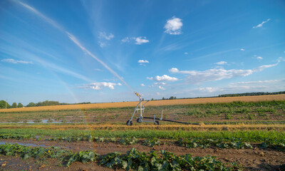 Podlewanie pola z warzywami dyniowatymi za pomocą systemu sprzyskiwaczy . Pod błekitnym niebem z chmurkami. Widoczna struga wody i mała tęcza . W pobliżu miejscowości Magonie ( świętokrzyskie) . - obrazy, fototapety, plakaty