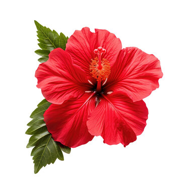 Red hibiscus flower and leaf on white backround
