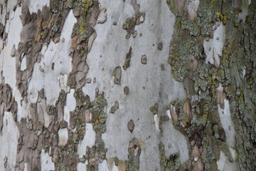 bark of a beech tree texture background - obrazy, fototapety, plakaty