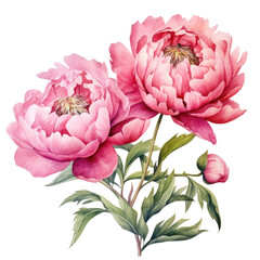Peony flowers in watercolor, pink hue against white backround.