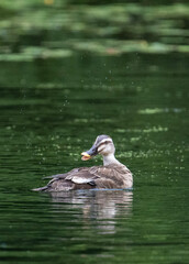 duck in the water