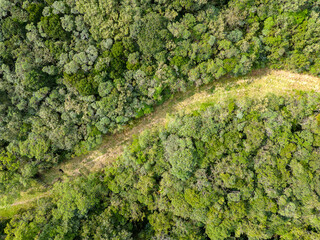 aerial view, from a grass path in the middle of the forest, trees