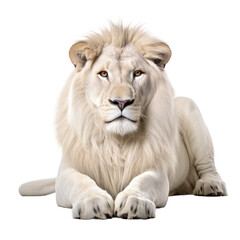 A on white lion in resting position © AkuAku