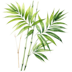 Watercolor painting of tropical foliage: palm leaf, bamboo.