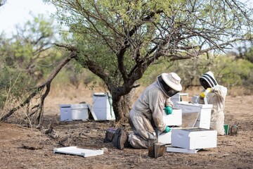 Two beekeepers working on bee hives in a bee yard (apiary) under a mesquite tree.