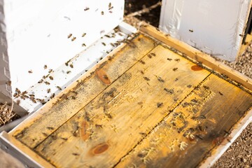 Wooden bee box lid with bees on it