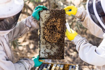 Beekeepers collect samples of bees from a beehive for scientific testing.