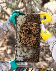 Beekeepers working on hive boxes on a sunny day