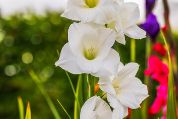 Close-up focused view of white gladiolus flower.