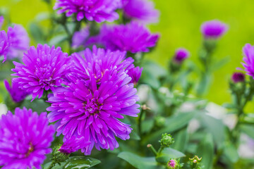 Macro view of beautiful purple asters in pot on green blurred background. 