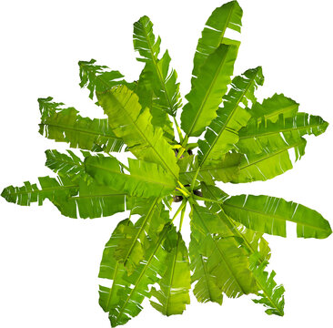Top view of banana tree