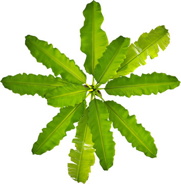 Top view of banana tree