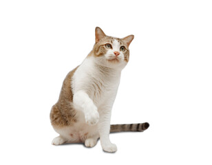 Tabby cat having fun on  white background. isolated.