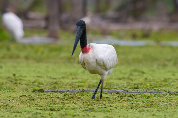Jabiru Stork, in wetland environment, La Estrella Marsh, Formosa Province, Argentina.