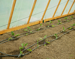 Eggplant seedling bloom close-up planting Solanum melongena blossom aubergine growing flower grow...