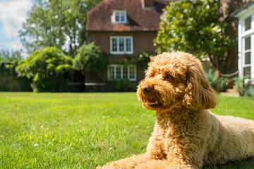 Happy and resting poodle seen laying on a private lawn after completing a long dog walk.