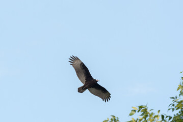 Turkey Vulture Flying In A Blue Sky In Wisconsin