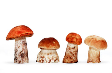 Mushrooms On White