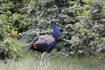 Obraz premium Beautiful peafowl in Jungle near Jaipur. Peafowl sign of prosperity. Beautiful wall mounting of Peacock peafowl.
