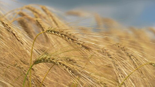 Ripe ears of wheat against the blue sky.