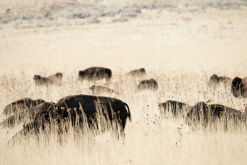 Untamed Majesty: 4K Image of a Wild Buffalo Herd Roaming Free in Their Natural Habitat