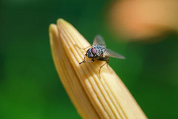 House fly, Fly, House fly on leaf...